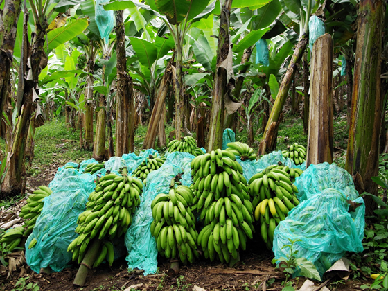 1. Banana Farmer (4)